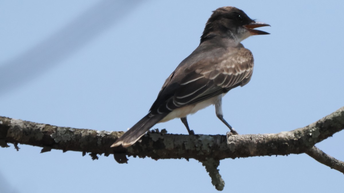 Eastern Kingbird - ML606545021