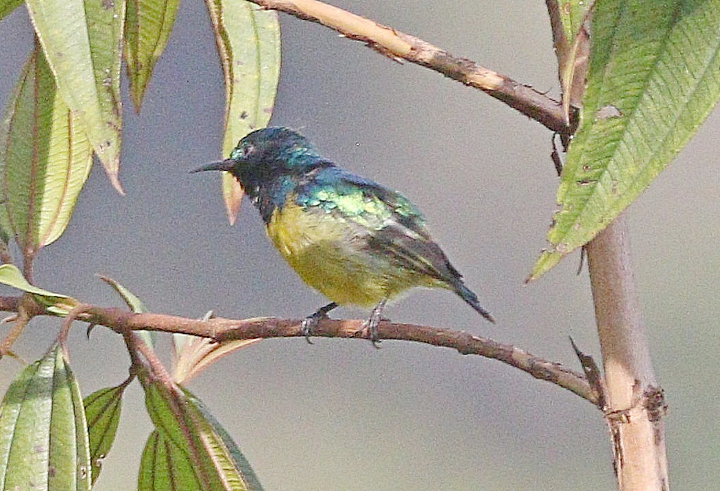 Collared Sunbird - Michael Blust