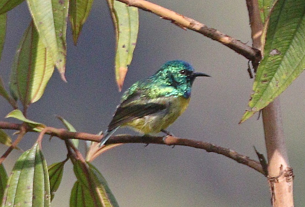 Collared Sunbird - ML606545871