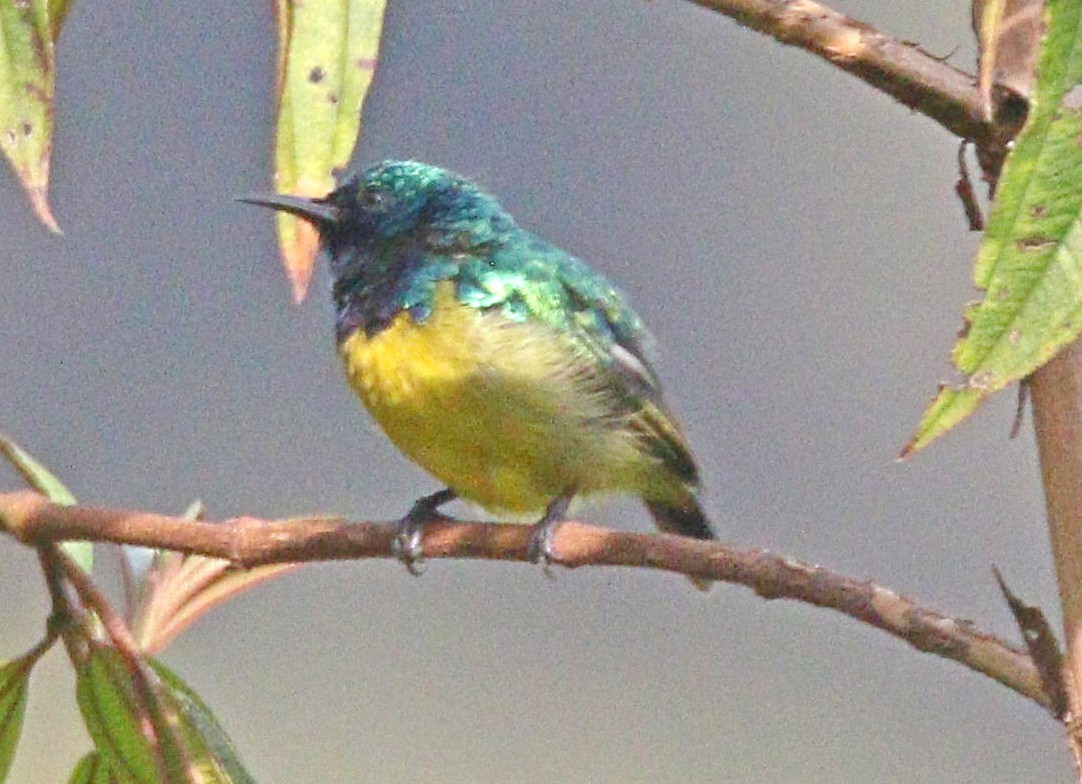 Collared Sunbird - ML606545881