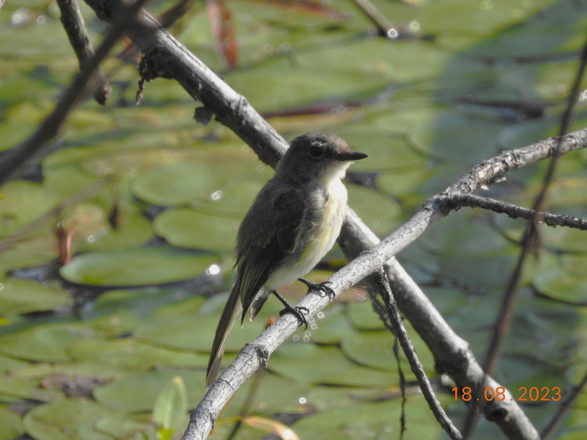 Eastern Phoebe - ML606546521