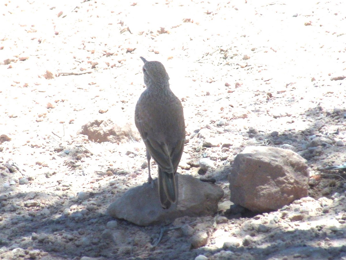 Karoo Long-billed Lark (Karoo) - Bob Hargis