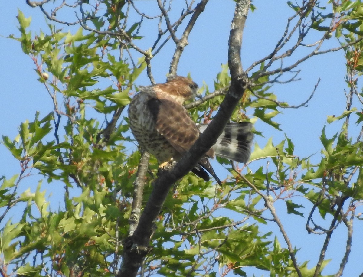 Broad-winged Hawk - ML606546771