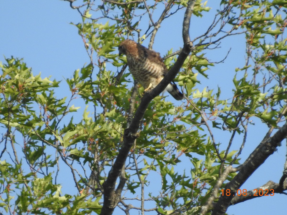 Broad-winged Hawk - ML606546861
