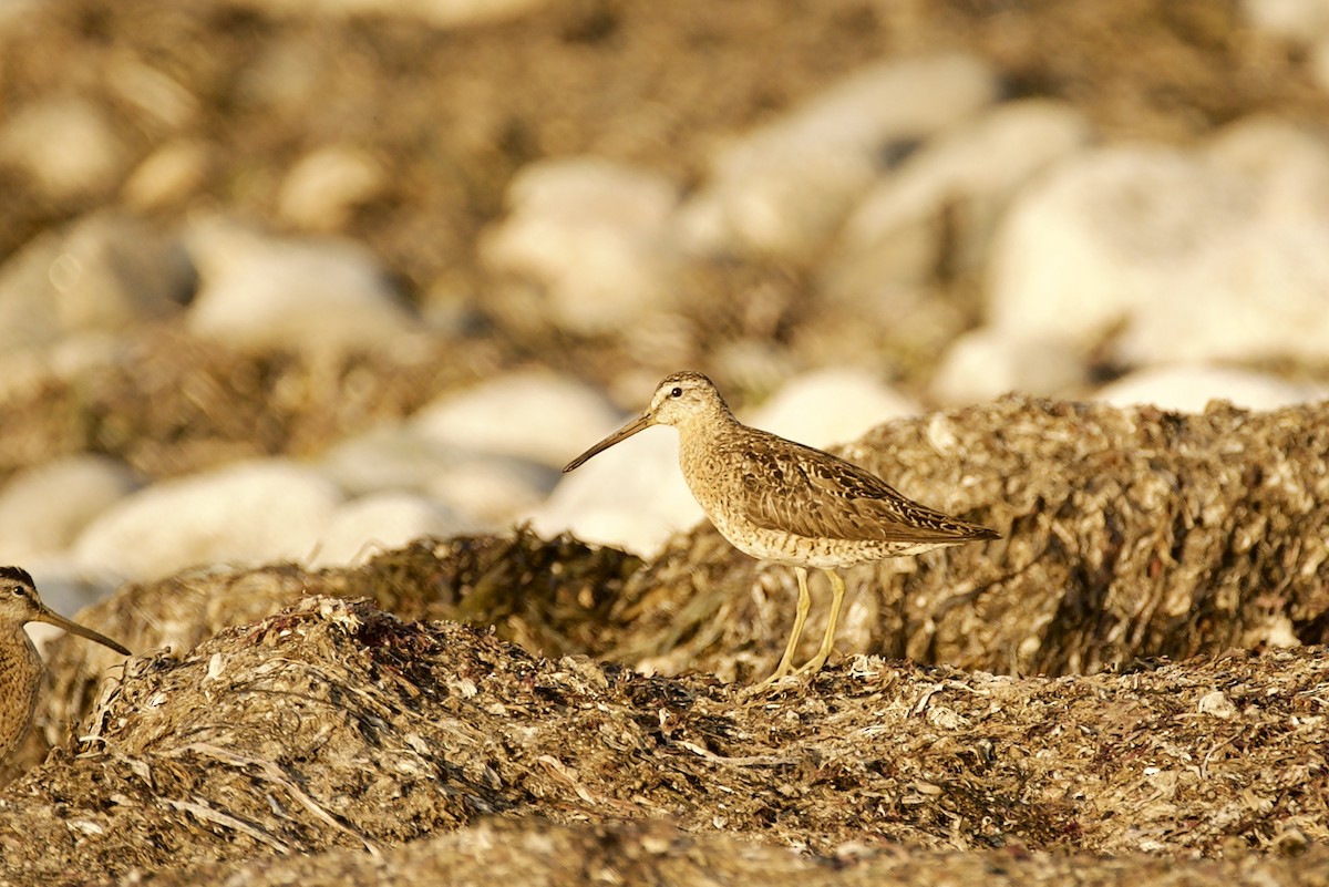 Short-billed Dowitcher - ML606546881