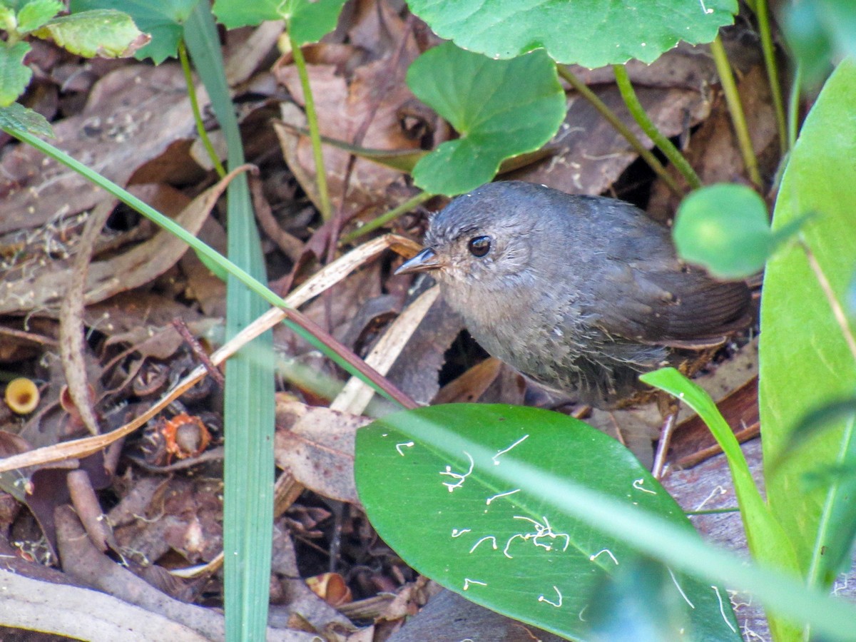 Planalto-Tapaculo - ML606546971