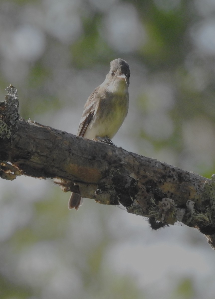 Eastern Wood-Pewee - ML606547181