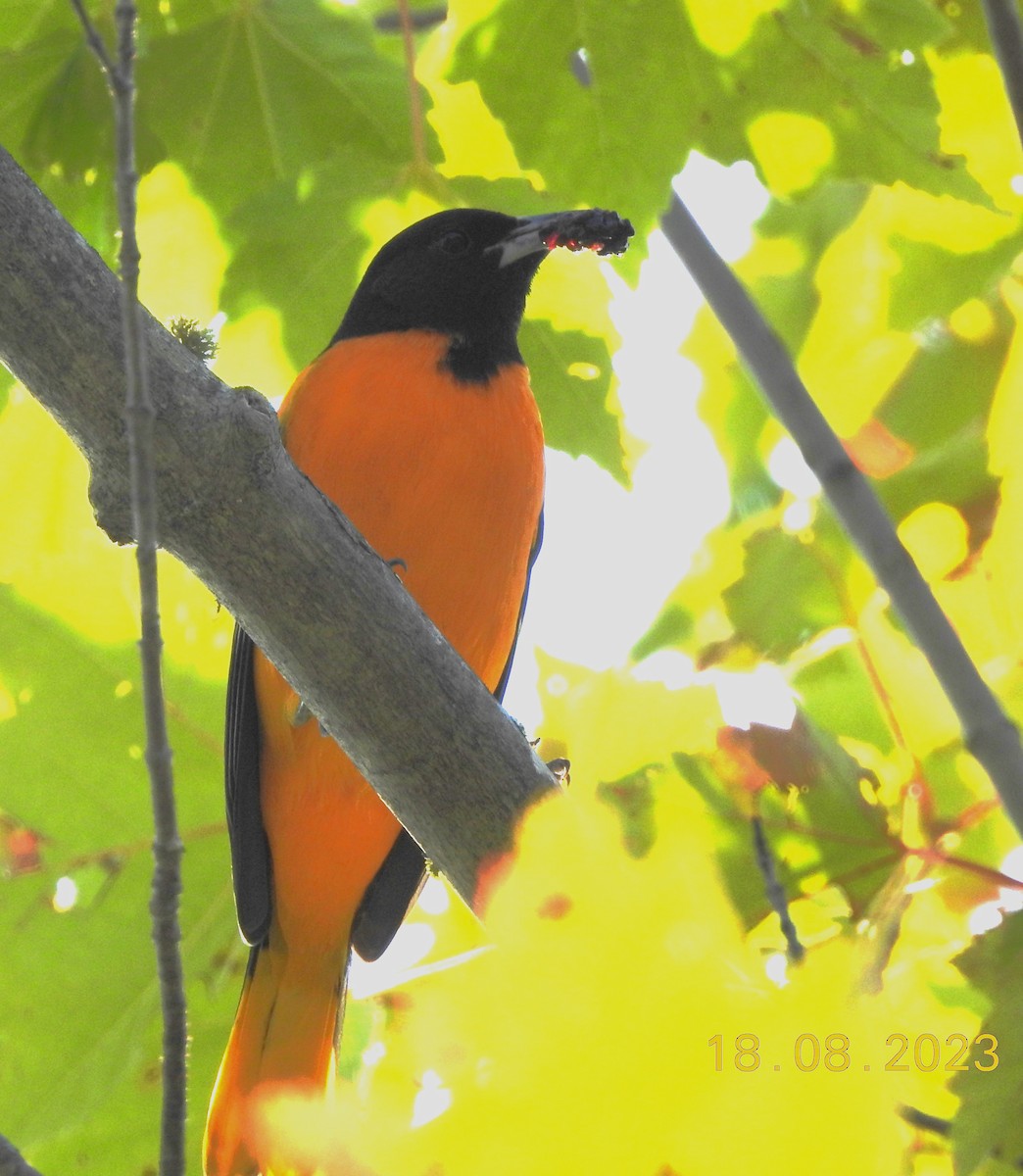 Baltimore Oriole - ML606547361