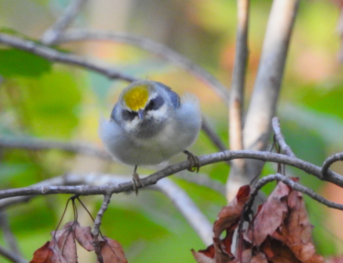 Golden-winged Warbler - ML606547461