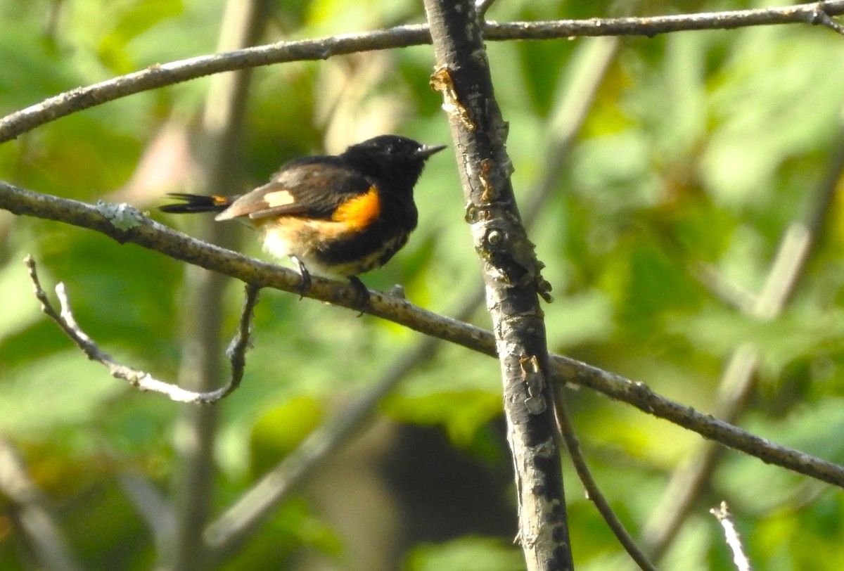American Redstart - ML606547551