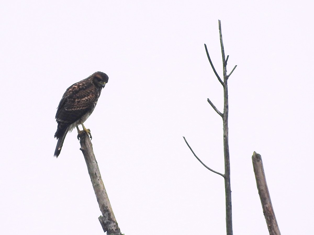 Harris's Hawk - ML60654771