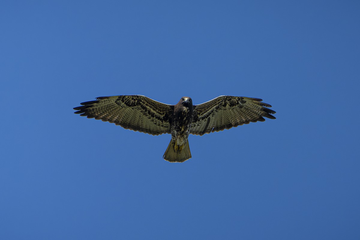White-tailed Hawk - Bryan Calk