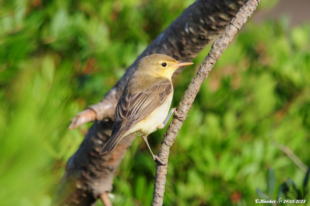 Melodious Warbler - ML606549461