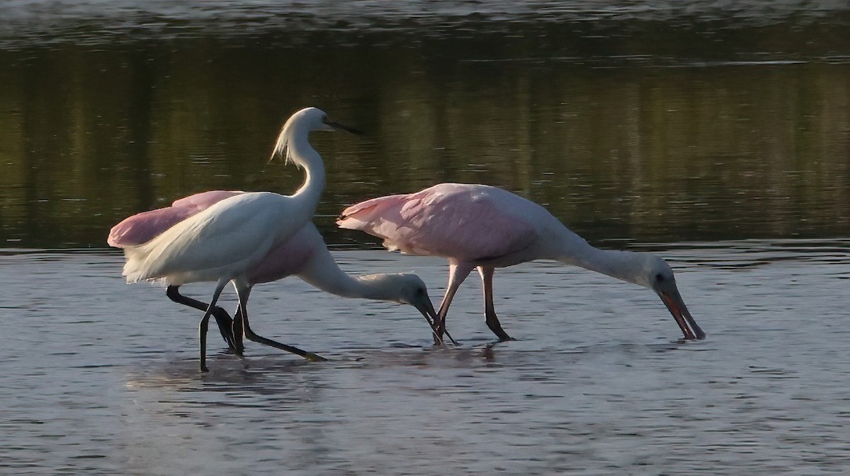 Roseate Spoonbill - ML606549631