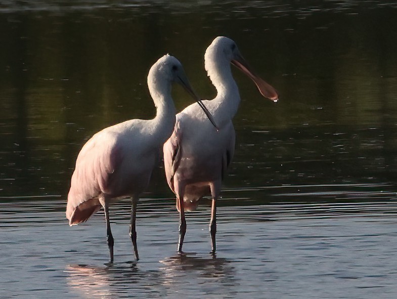 Roseate Spoonbill - ML606549641