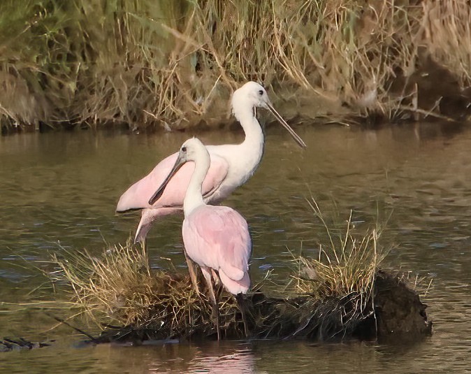 Roseate Spoonbill - ML606549651