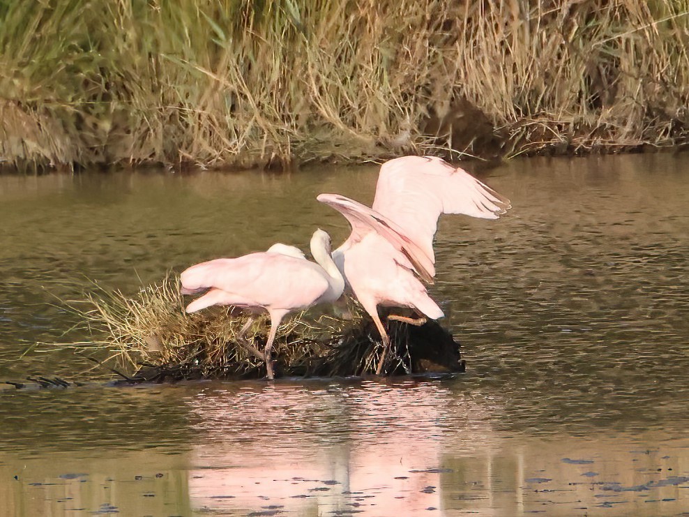 Roseate Spoonbill - ML606549661