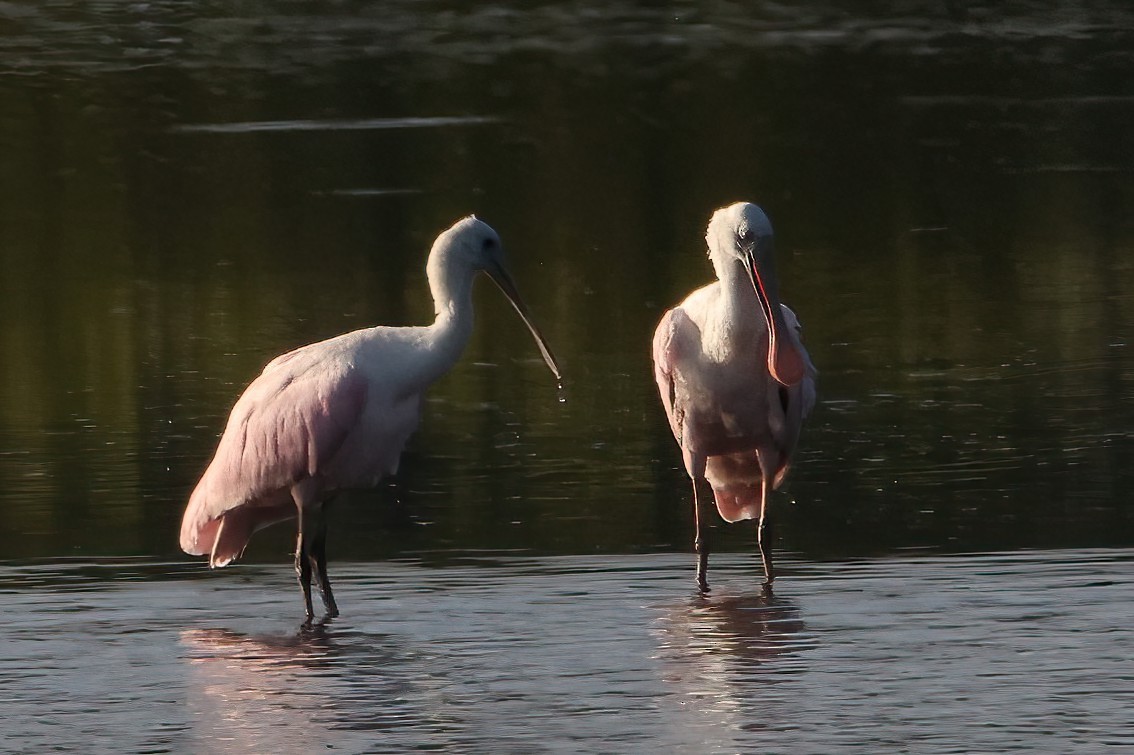 Roseate Spoonbill - ML606549671