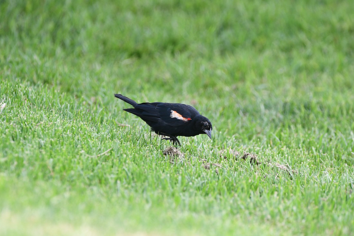 Red-winged/Tricolored Blackbird - ML606550081