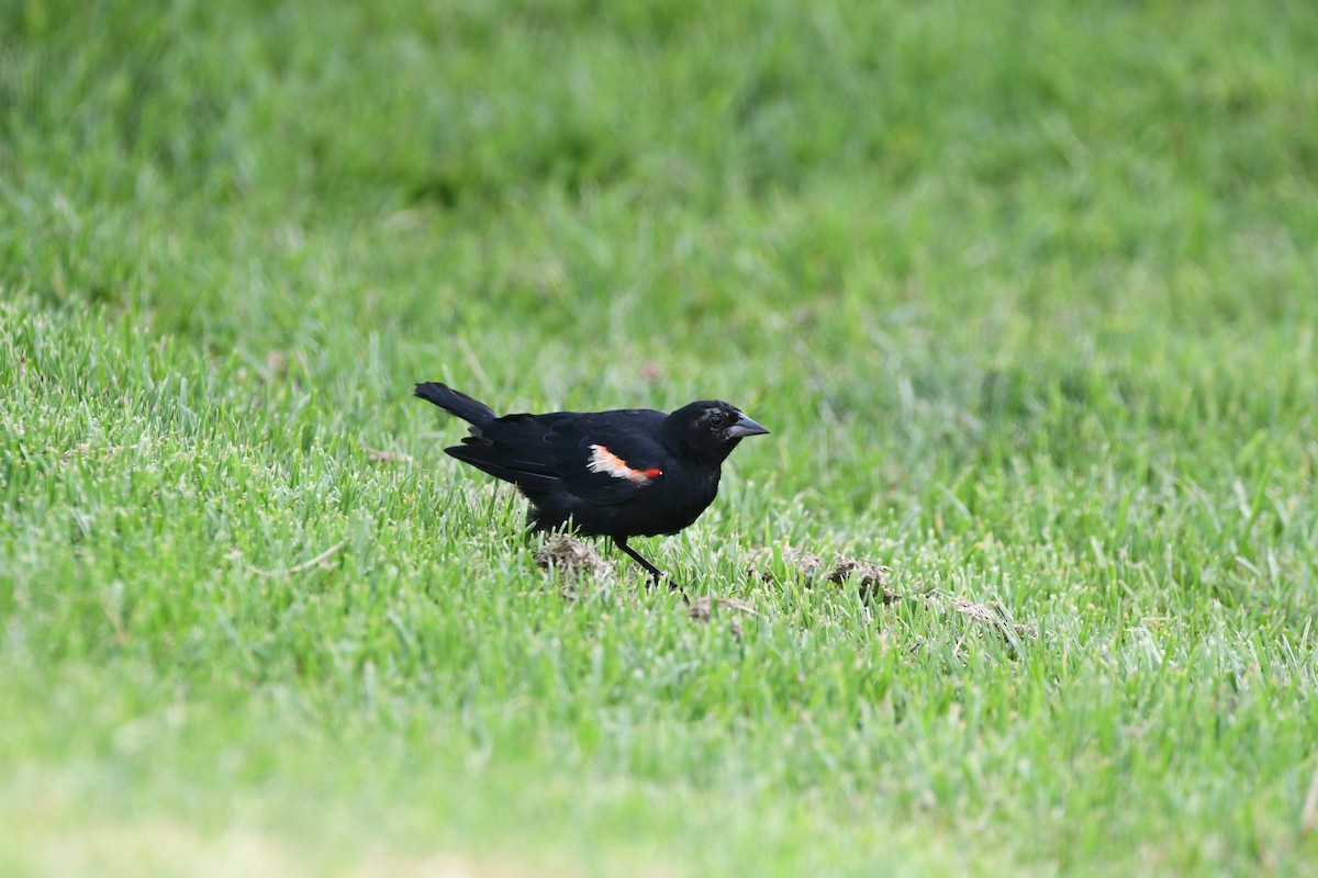 Red-winged/Tricolored Blackbird - ML606550091