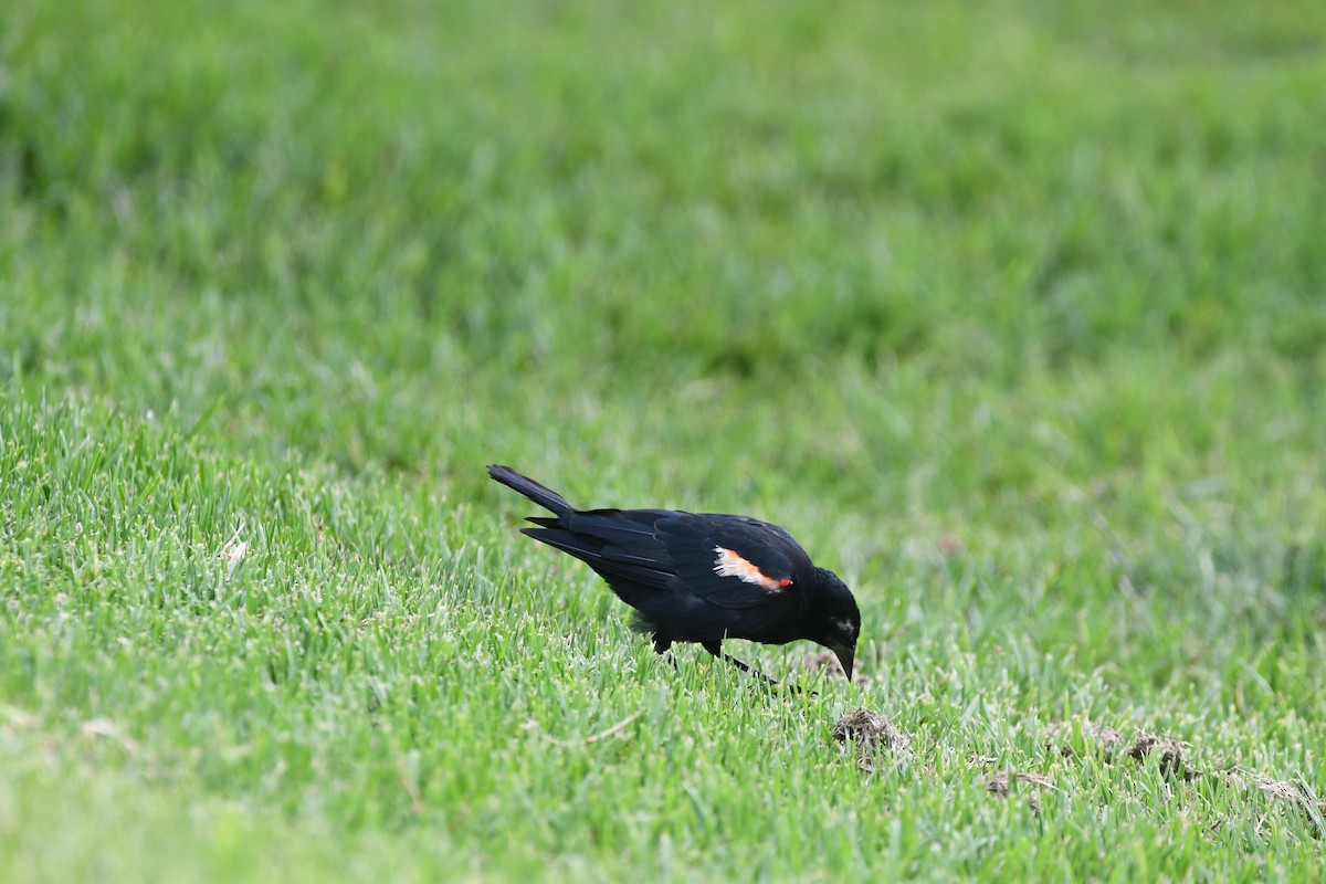 Red-winged/Tricolored Blackbird - ML606550101