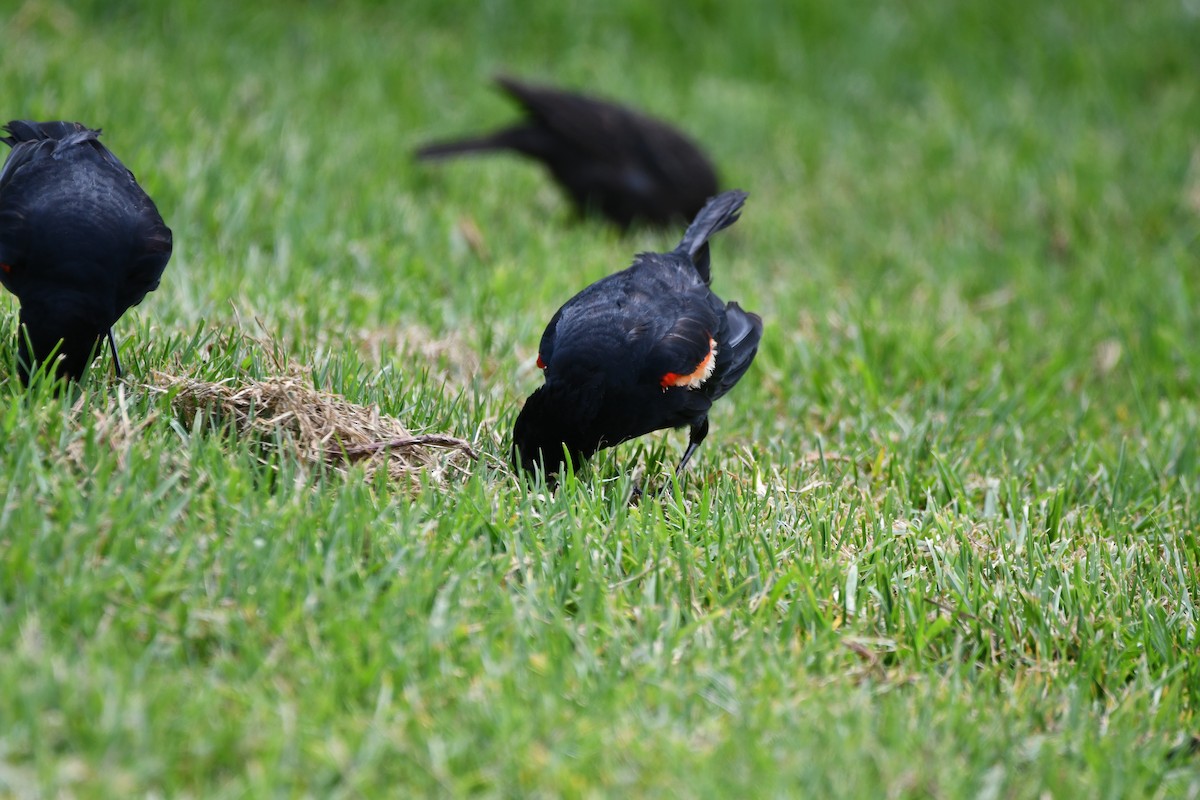 Red-winged/Tricolored Blackbird - ML606550181