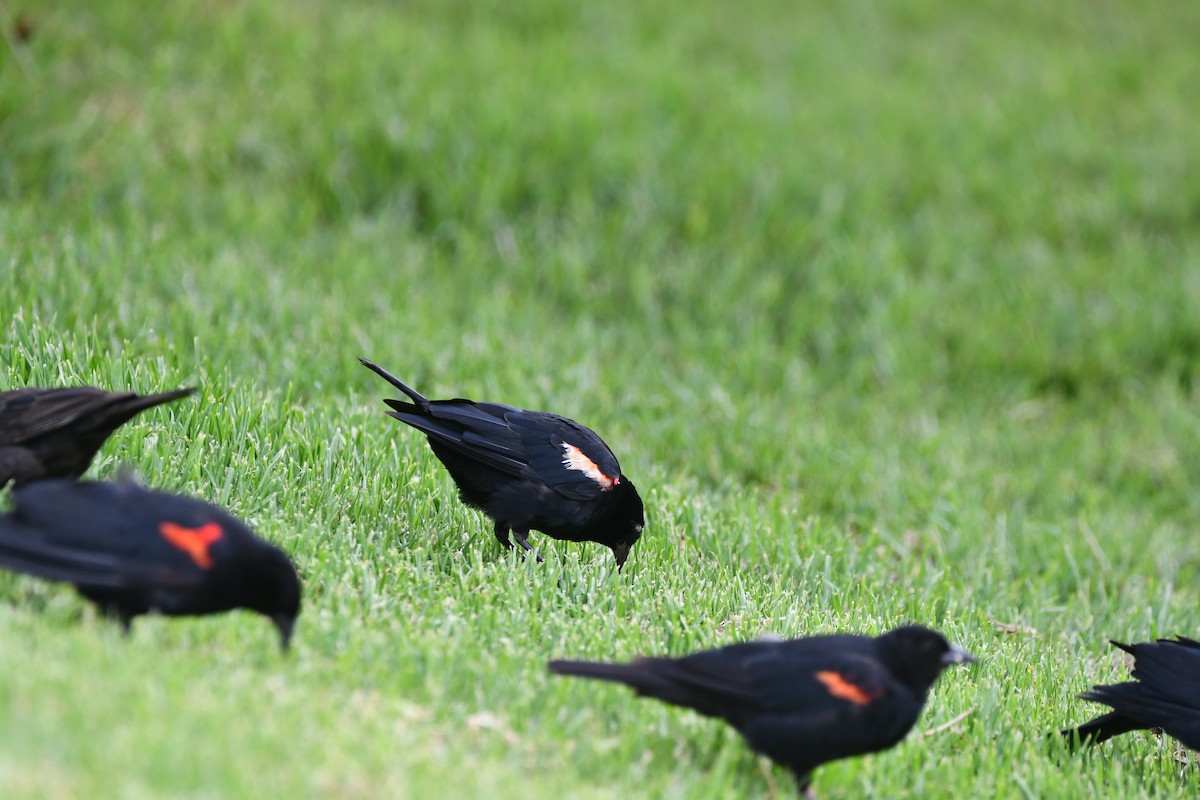 Red-winged/Tricolored Blackbird - ML606550201