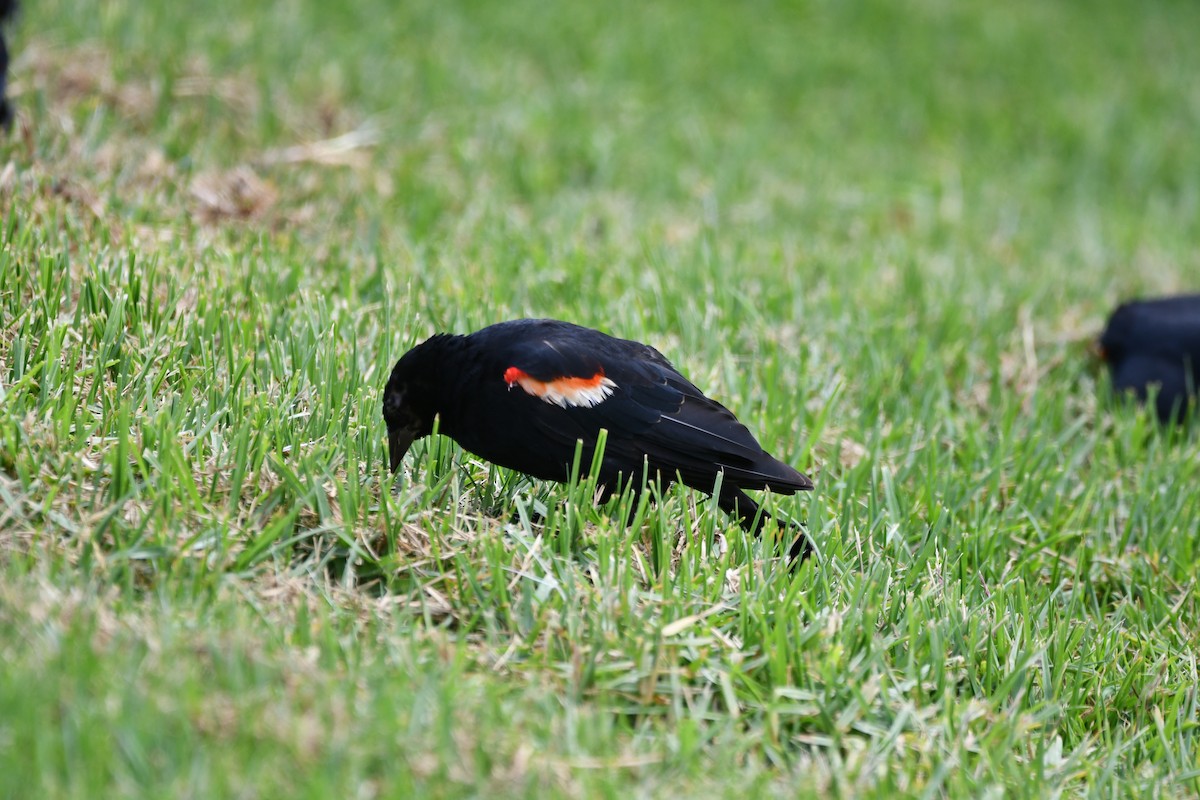 Red-winged/Tricolored Blackbird - ML606550211