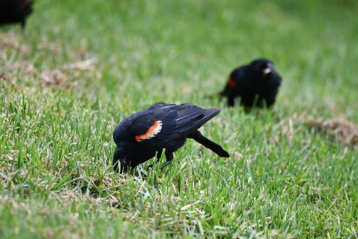Red-winged/Tricolored Blackbird - ML606550231