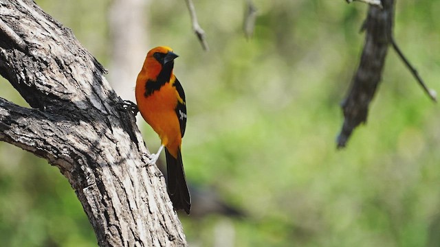 Oriole à gros bec - ML606550301