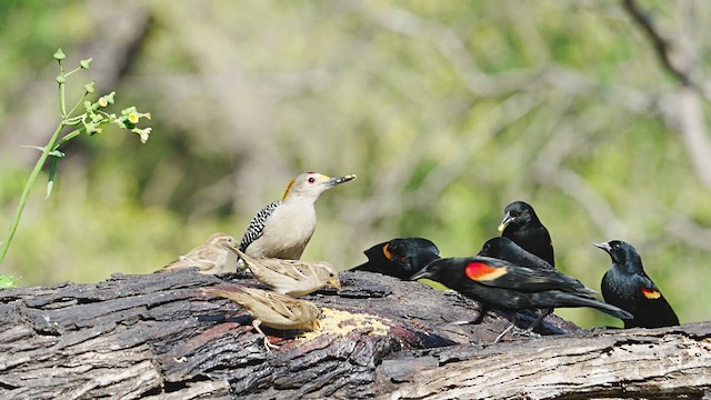 Golden-fronted Woodpecker - ML606550511