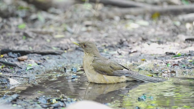 Clay-colored Thrush - ML606550761