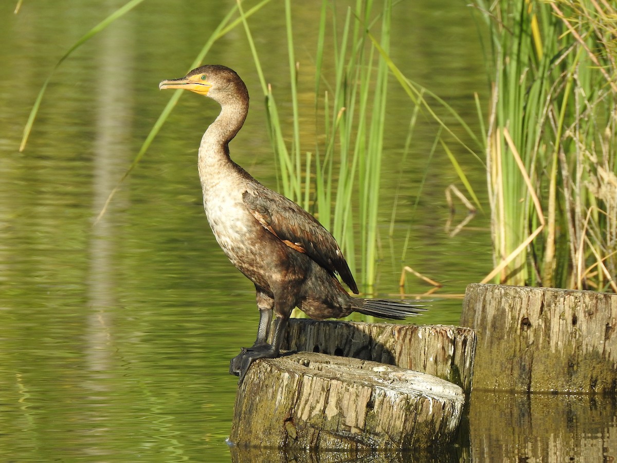 Double-crested Cormorant - T B