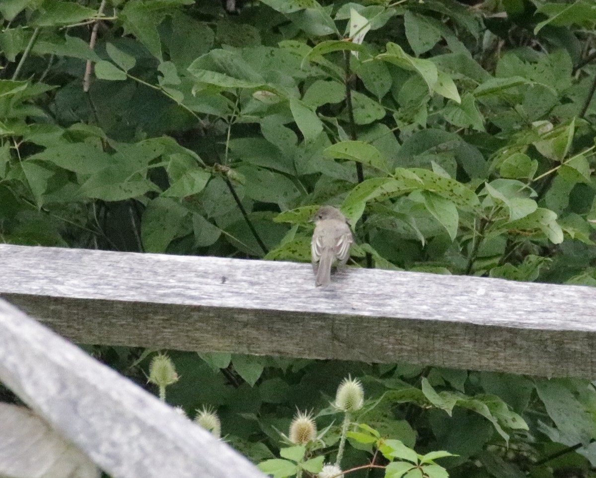 Eastern Wood-Pewee - Kate Schnurr