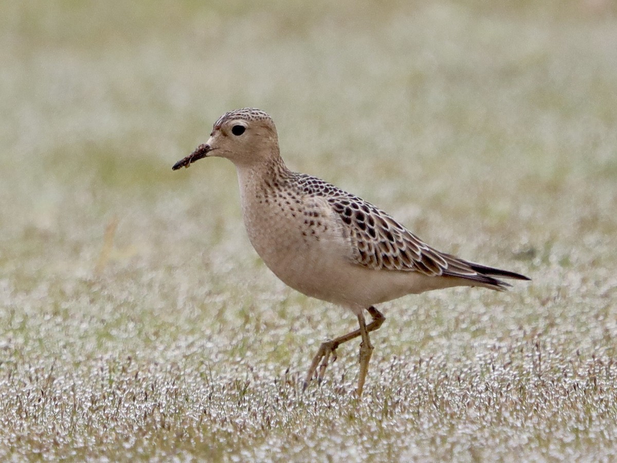 Buff-breasted Sandpiper - David Wittrock