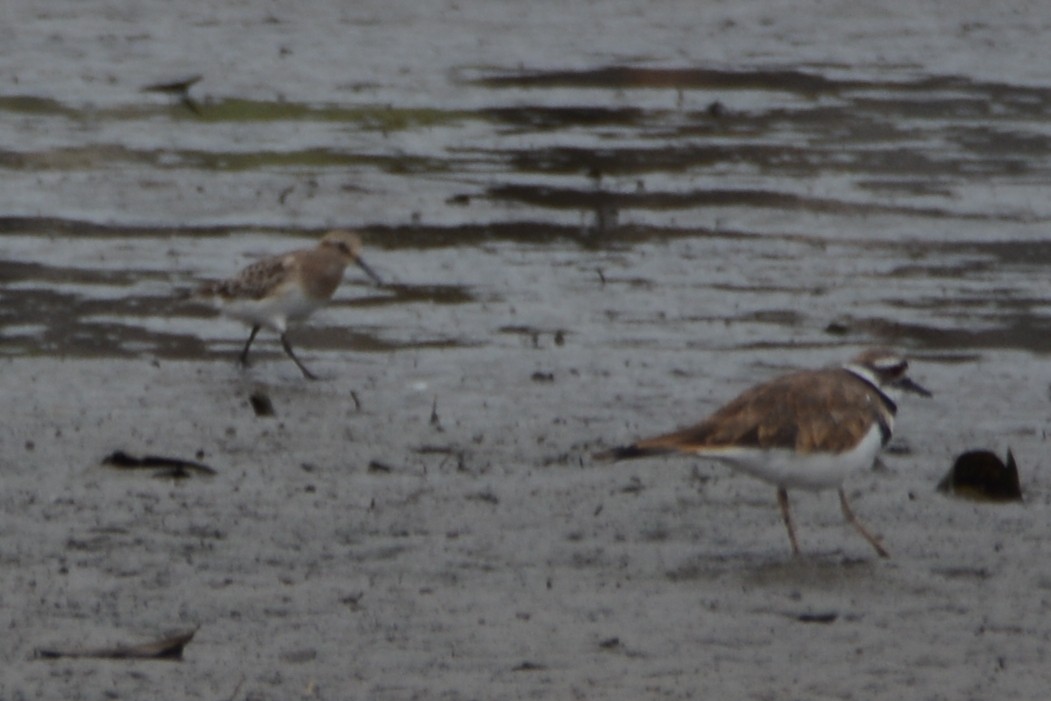 gulbrystsnipe - ML606553051