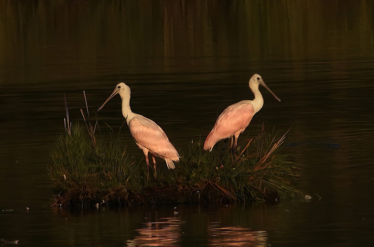 Roseate Spoonbill - ML606553731