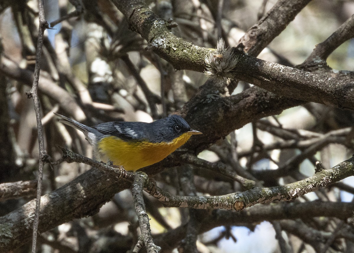 Tropical Parula - ML606554011