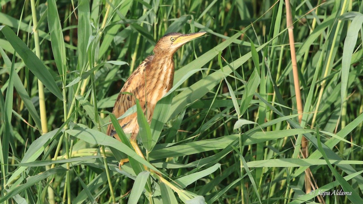 Little Bittern - ML606554101