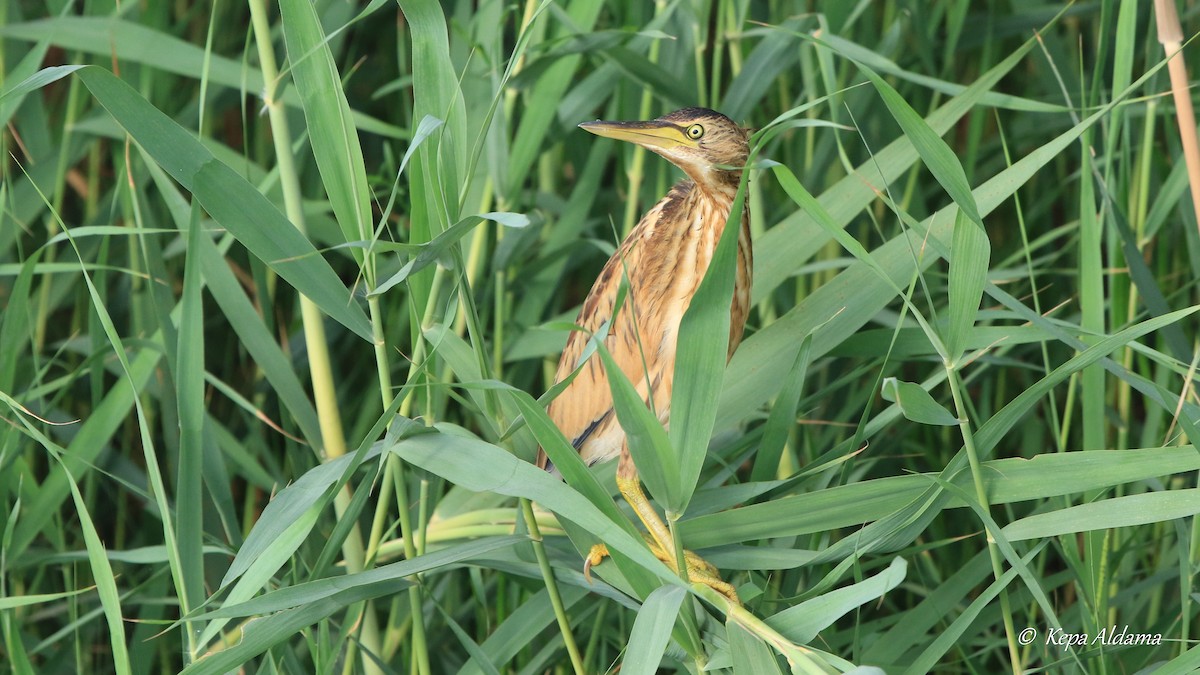 Little Bittern - ML606554181