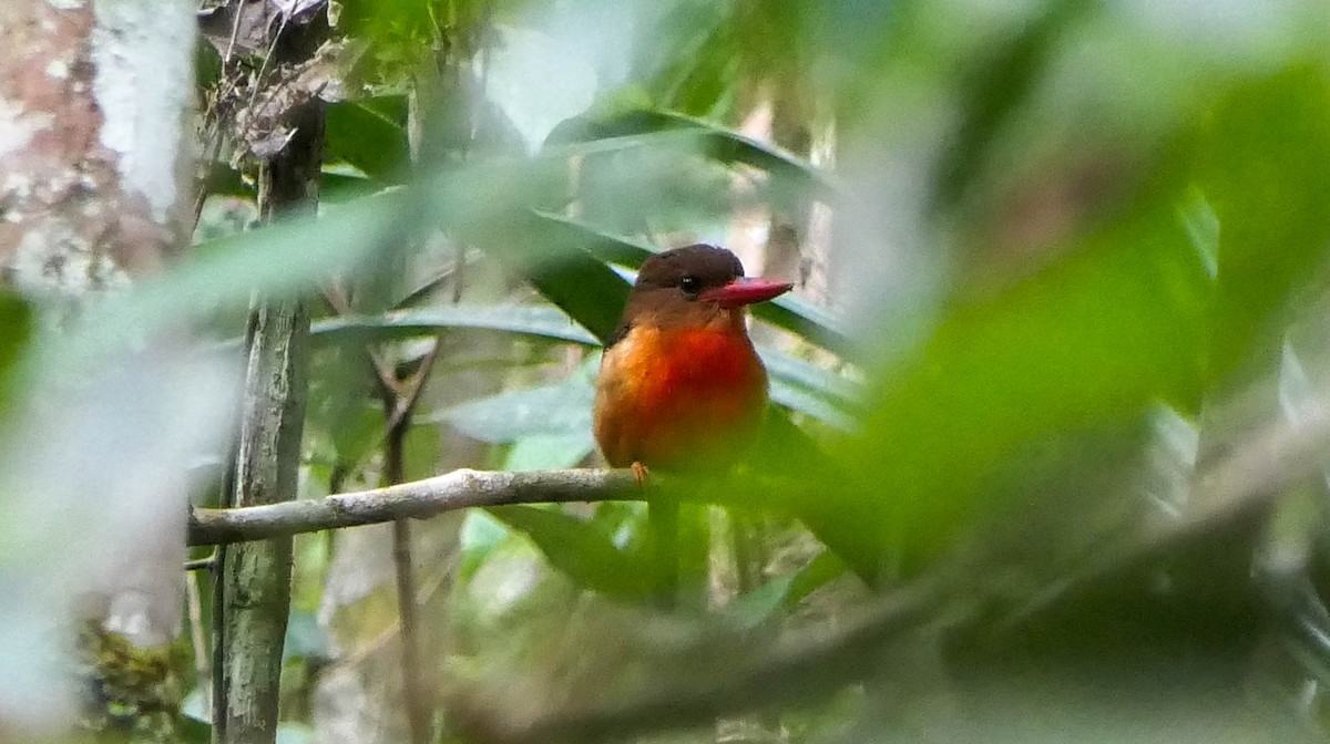 Brown-headed Paradise-Kingfisher - ML606554261