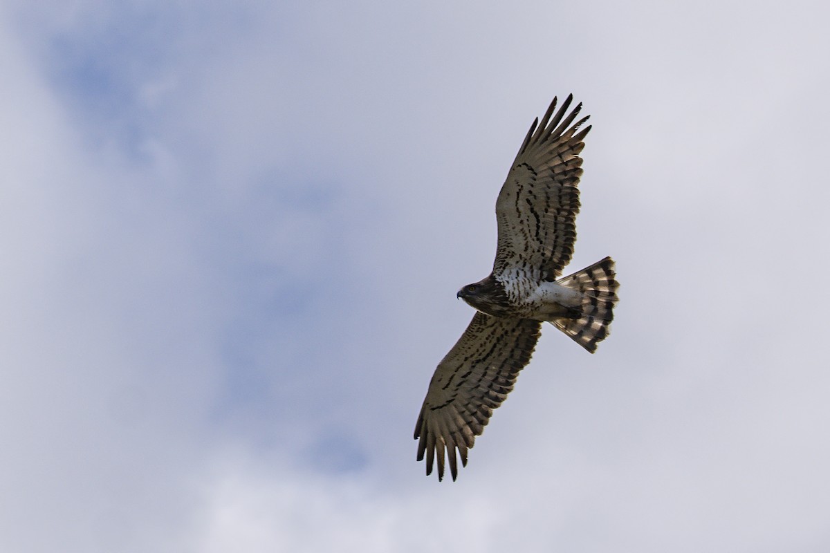 Short-toed Snake-Eagle - ML606554881