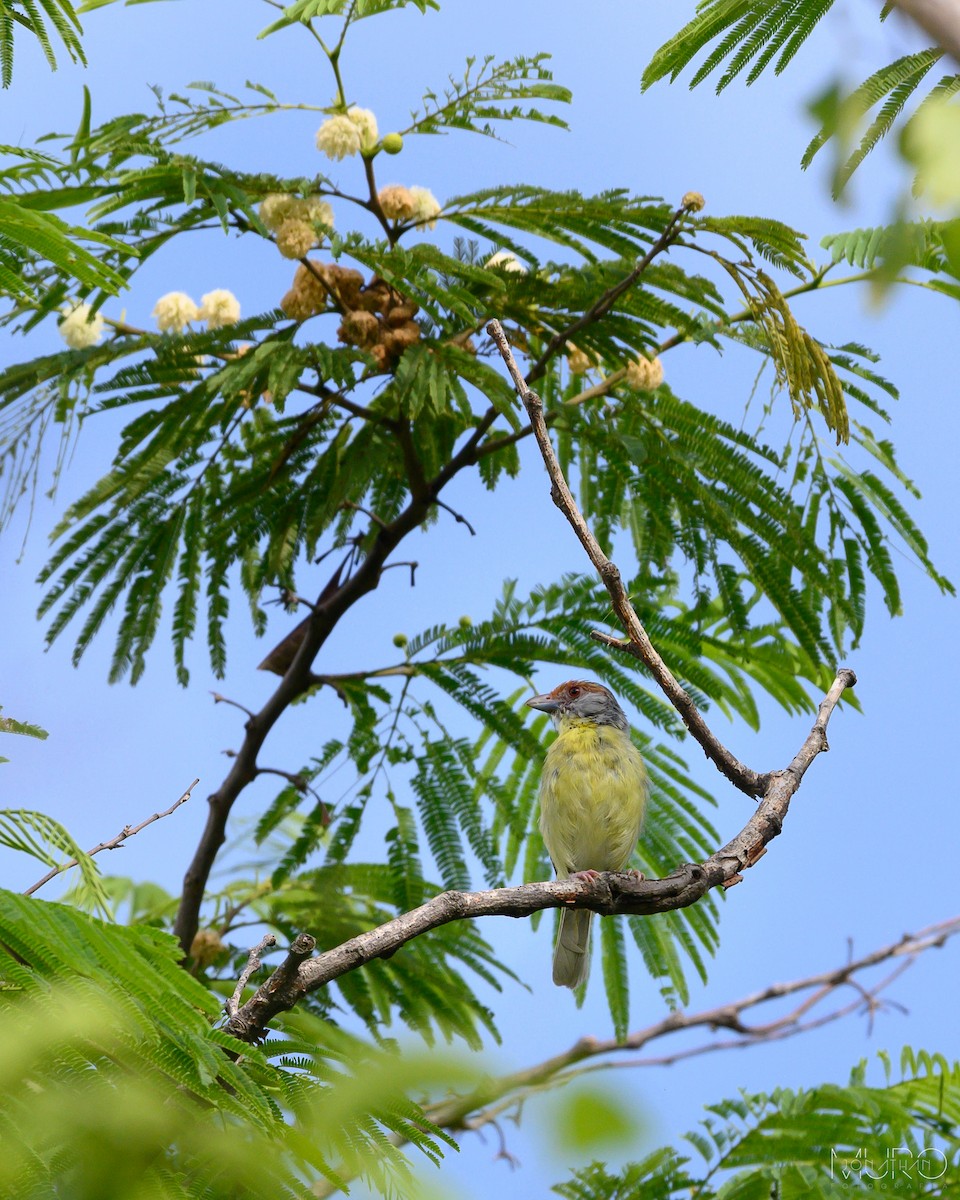 Rufous-browed Peppershrike - ML606557271