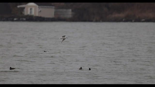 Bonaparte's Gull - ML606557421