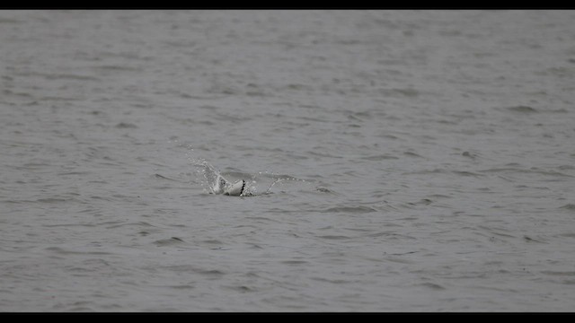 Bonaparte's Gull - ML606557531