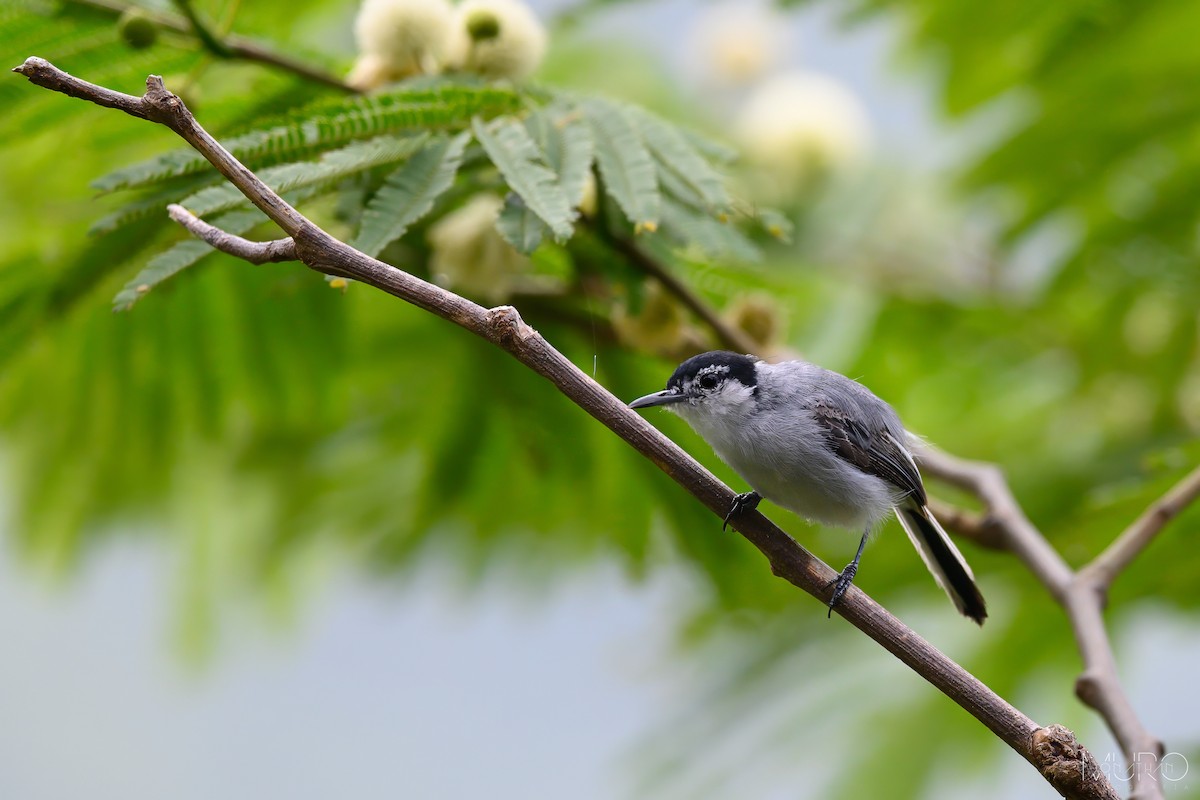 White-lored Gnatcatcher - ML606557661