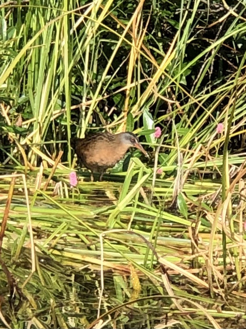 Virginia Rail - ML606557711