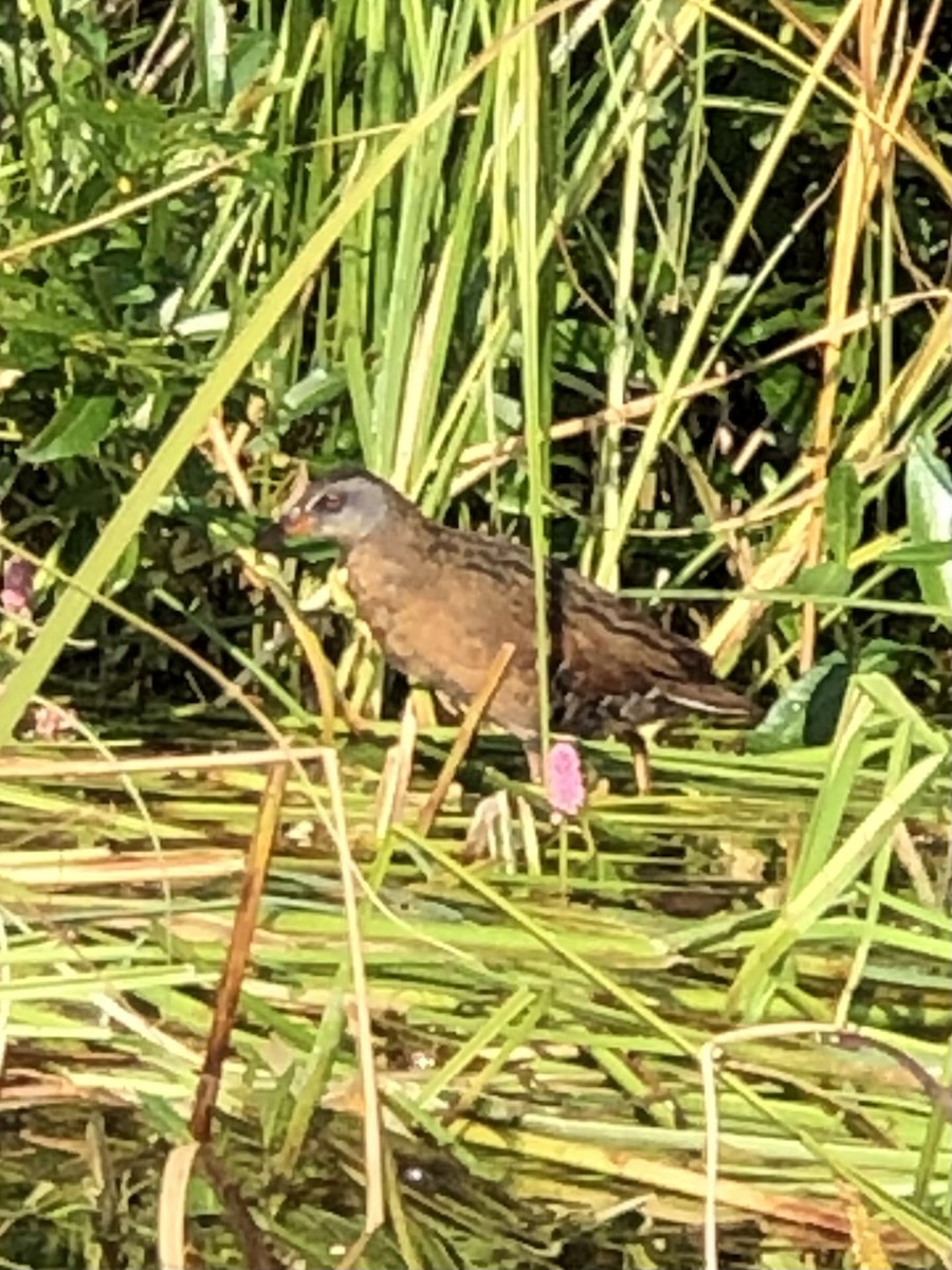 Virginia Rail - ML606557721