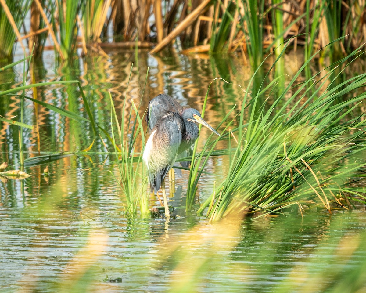 Great Blue Heron - ML606557881