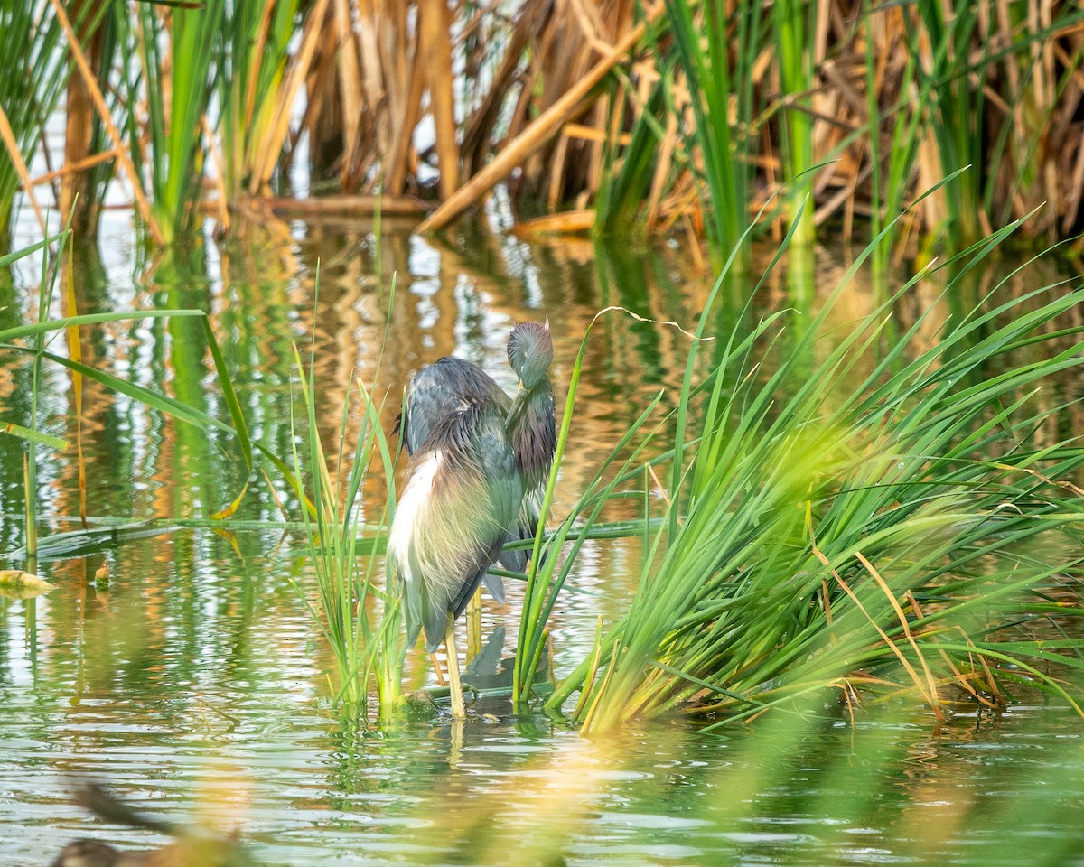 Great Blue Heron - ML606557891